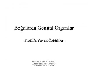 Boalarda Genital Organlar Prof Dr Yavuz ztrkler BU