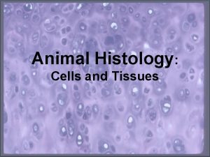 Animal Histology Cells and Tissues Tissues How do