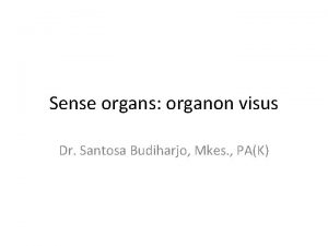 Organo visus