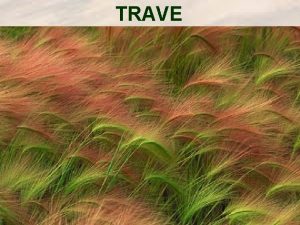 TRAVE TRAVE PRIPADAJU FAMILIJI POACEAE GRAMINEAE REDU POALES