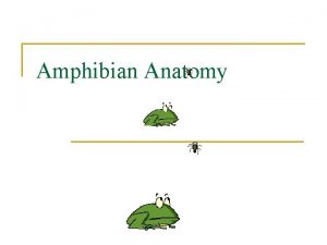 Amphibian Anatomy The External Parts of a Frog