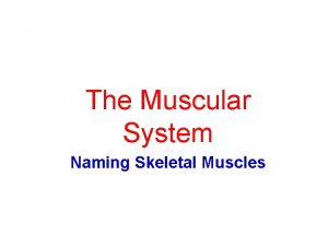 The Muscular System Naming Skeletal Muscles The Skeletal