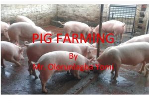 PIG FARMING By Mr Olorunlagba Yomi INTRODUCTION Pig