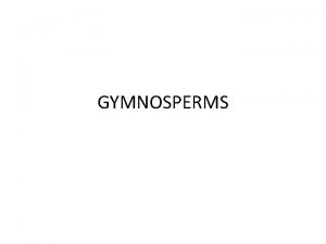 GYMNOSPERMS INTRODUCTION Gymnosperms Gymno naked sperma seed include