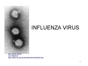 INFLUENZA VIRUS CDC WEBSITE http www cdc govncidoddiseasesfluinfo