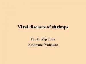 Viral diseases of shrimps Dr K Riji John