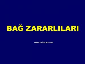 BA ZARARLILARI www sorhocam com Salkm gvesi ana