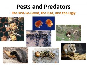 Pests and Predators The NotSoGood the Bad and