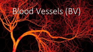 Blood Vessels BV Types A Arteries carry blood