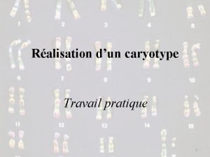 Ralisation dun caryotype Travail pratique 1 Caryotype Dfinition
