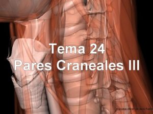 Tema 24 Pares Craneales III Expositor Henrry de