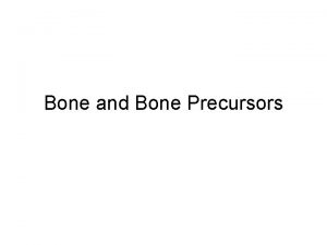 Bone and Bone Precursors The skeleton Mineralized connective