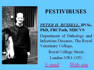 PESTIVIRUSES PETER H RUSSELL BVSc Ph D FRCPath