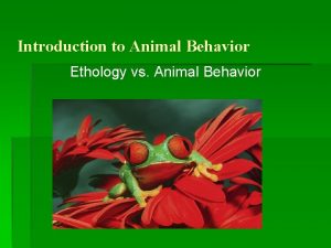 Introduction to Animal Behavior Ethology vs Animal Behavior