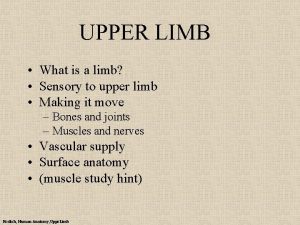 UPPER LIMB What is a limb Sensory to