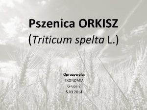 Odplewianie orkiszu