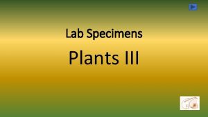 Lab Specimens Plants III Pinus male female cones