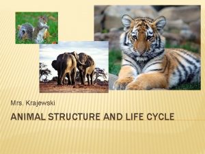 Mrs Krajewski ANIMAL STRUCTURE AND LIFE CYCLE CHARACTERISTICS