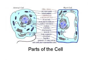 Parts of the Cell Animal Cell Cytoplasm Nucleolus