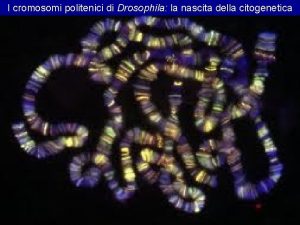 Cromosomi politenici drosophila