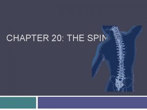 CHAPTER 20 THE SPINE Anatomy of the Spine