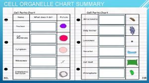 CELL ORGANELLE CHART SUMMARY MATCHING e B D