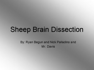 Sheep brain central sulcus