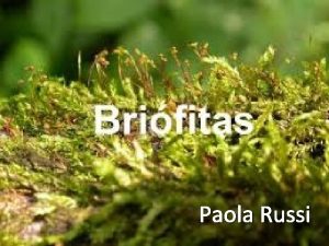 Briófitas