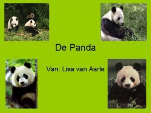 Welke soorten panda's zijn er