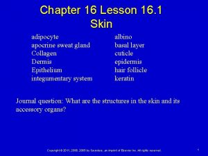 Chapter 16 Lesson 16 1 Skin adipocyte apocrine