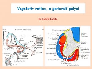 Vegetatv reflex a gericvel plyi Dr Gallatz Katalin