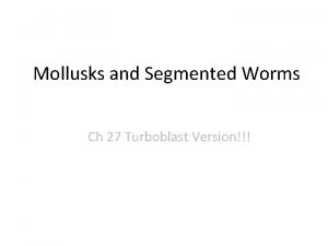 Mollusks segmentation