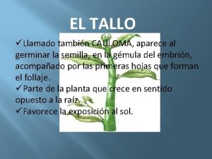 EL TALLO Llamado tambin CAULOMA aparece al germinar