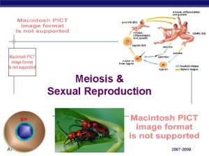 Meiosis Sexual Reproduction AP Biology 2007 2008 Cell