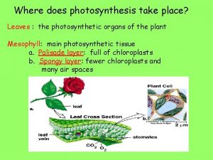 Where does photosynthesis take place