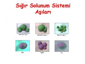 Sr Solunum Sistemi Alar BRDC Srlarn solunum sistemi