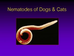 Nematodes