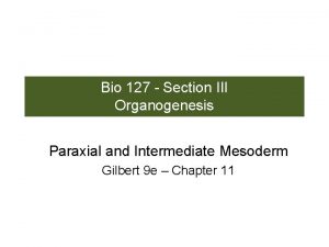 Bio 127 Section III Organogenesis Paraxial and Intermediate