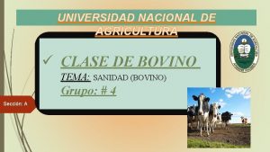 UNIVERSIDAD NACIONAL DE AGRICULTURA CLASE DE BOVINO TEMA