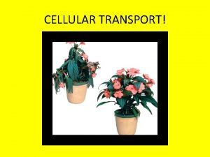 CELLULAR TRANSPORT CELLULAR TRANSPORT Passive vs Active Passive