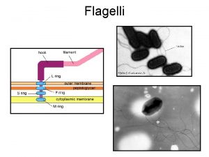 Flagelli Flagelli Consentono la mobilit cellulare Caratteristica dei