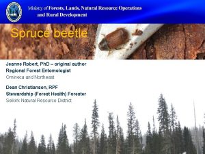 Spruce beetle Jeanne Robert Ph D original author