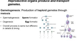 Reproductive organs produce and transport gametes Gametogenesis Production