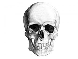 Lebka Cranium Funkce chrn mozek smysly zraku sluchu