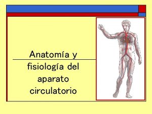 Anatoma y fisiologa del aparato circulatorio El aparato