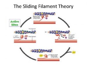 Crash course sliding filament theory
