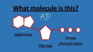 What molecule is this adenine ribose three phosphates