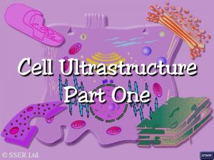 SSER Ltd Eukaryotic cells are organised around systems