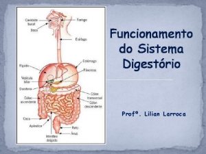 Funcionamento do Sistema Digestrio Prof Lilian Larroca A