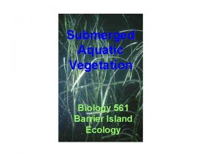 Submerged Aquatic Vegetation Biology 561 Barrier Island Ecology